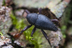 Trigonopterus