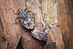 Polycarmes punctatissimus