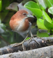 Laterallus albigularis