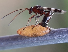 Gelis tenellus