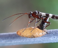 Gelis tenellus