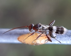 Gelis tenellus