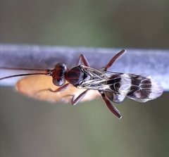 Gelis tenellus