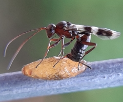 Gelis tenellus