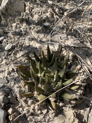 Ariocarpus trigonus