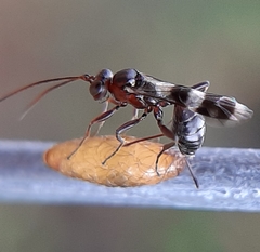 Gelis tenellus