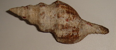 Fasciolariidae