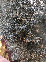 Cupressus glabra