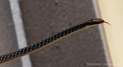Dendrelaphis striatus