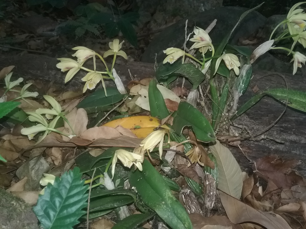 Cattleya luteola