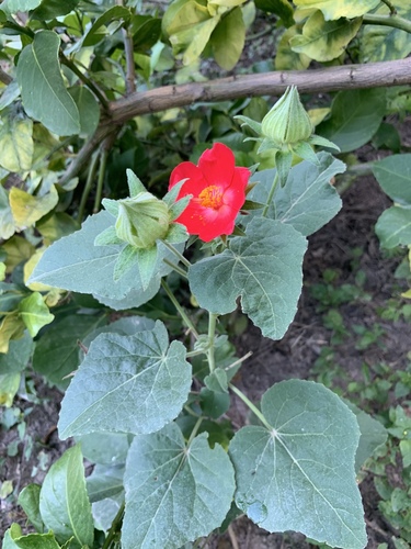 Heart Leaf Hibiscus