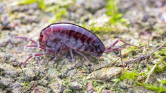 Talitroides topitotum