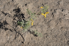 Prosopis strombulifera
