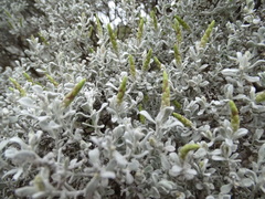 Cratystylis conocephala