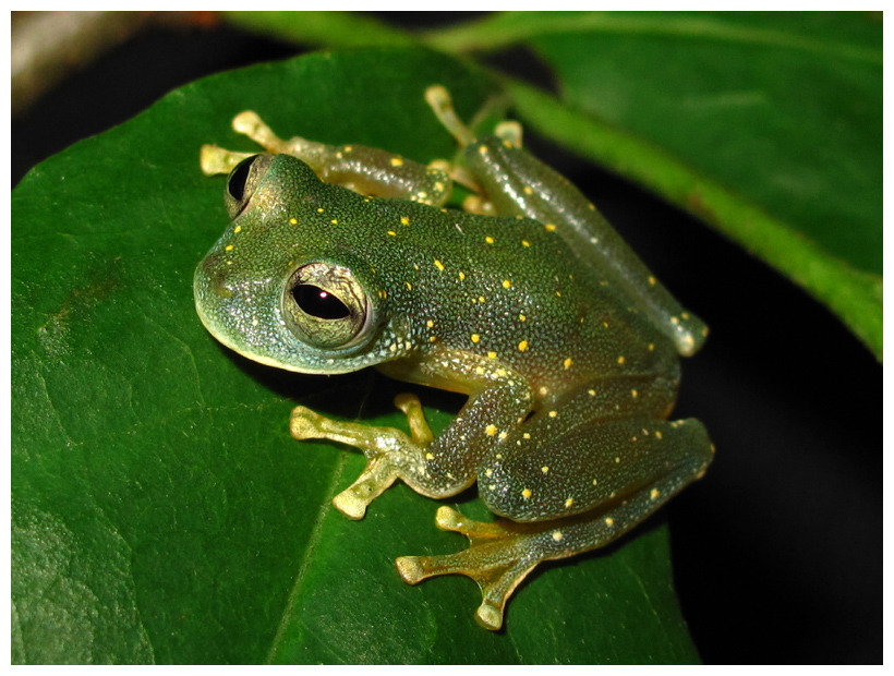 Teratohyla adenocheira