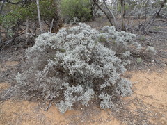 Cratystylis conocephala