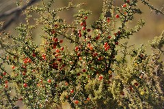 Condalia microphylla
