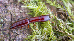 Monotomidae