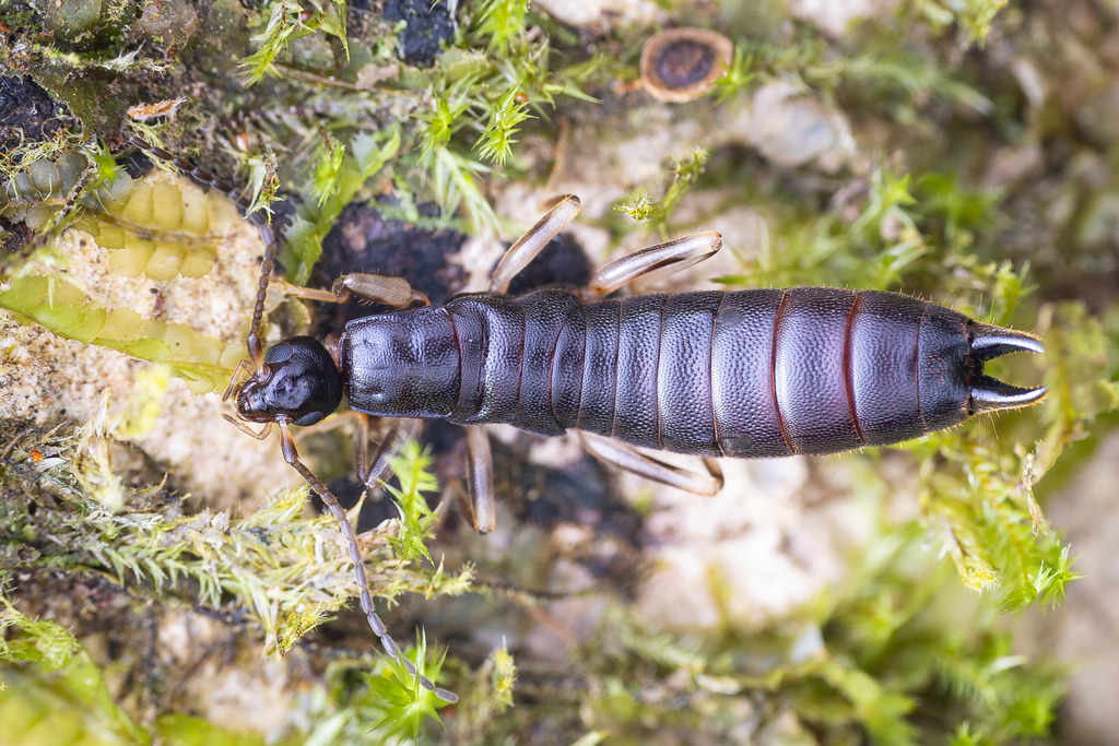 Brachylabis