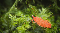 Caledonimeria mirabilis