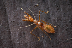 Saicinae