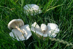 Melanoleuca verrucipes