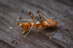 Saicinae
