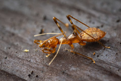 Saicinae