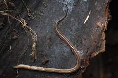 Kontikia forsterorum