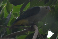 Ptilinopus purpuratus