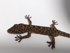 Gekko monarchus