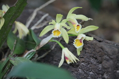 Cattleya luteola