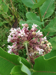 Satyrium liparops
