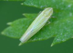 Dikraneura