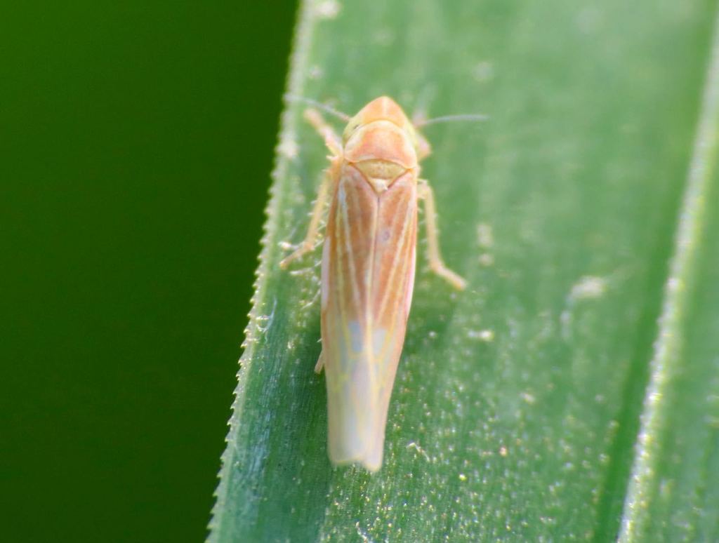 Dikraneura rufula
