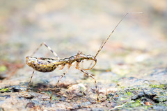 Nabis larvatus