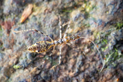 Nabis larvatus
