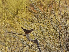 Rhinocrypta lanceolata