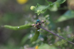 Chrysis conica