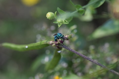 Chrysis conica