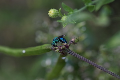 Chrysis conica
