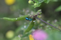 Chrysis conica