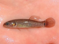 Umbra pygmaea