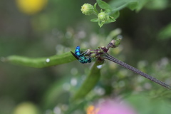 Chrysis conica