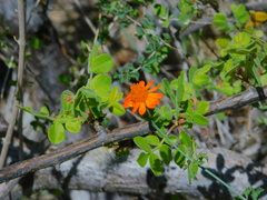 Adenophyllum speciosum