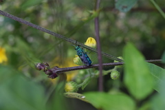 Chrysis conica