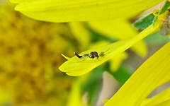 Cricotopus sylvestris