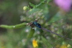 Chrysis conica