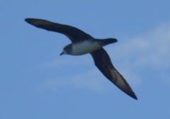 Pterodroma