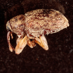Lignyodes bischoffi